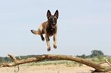 MALINOIS 515